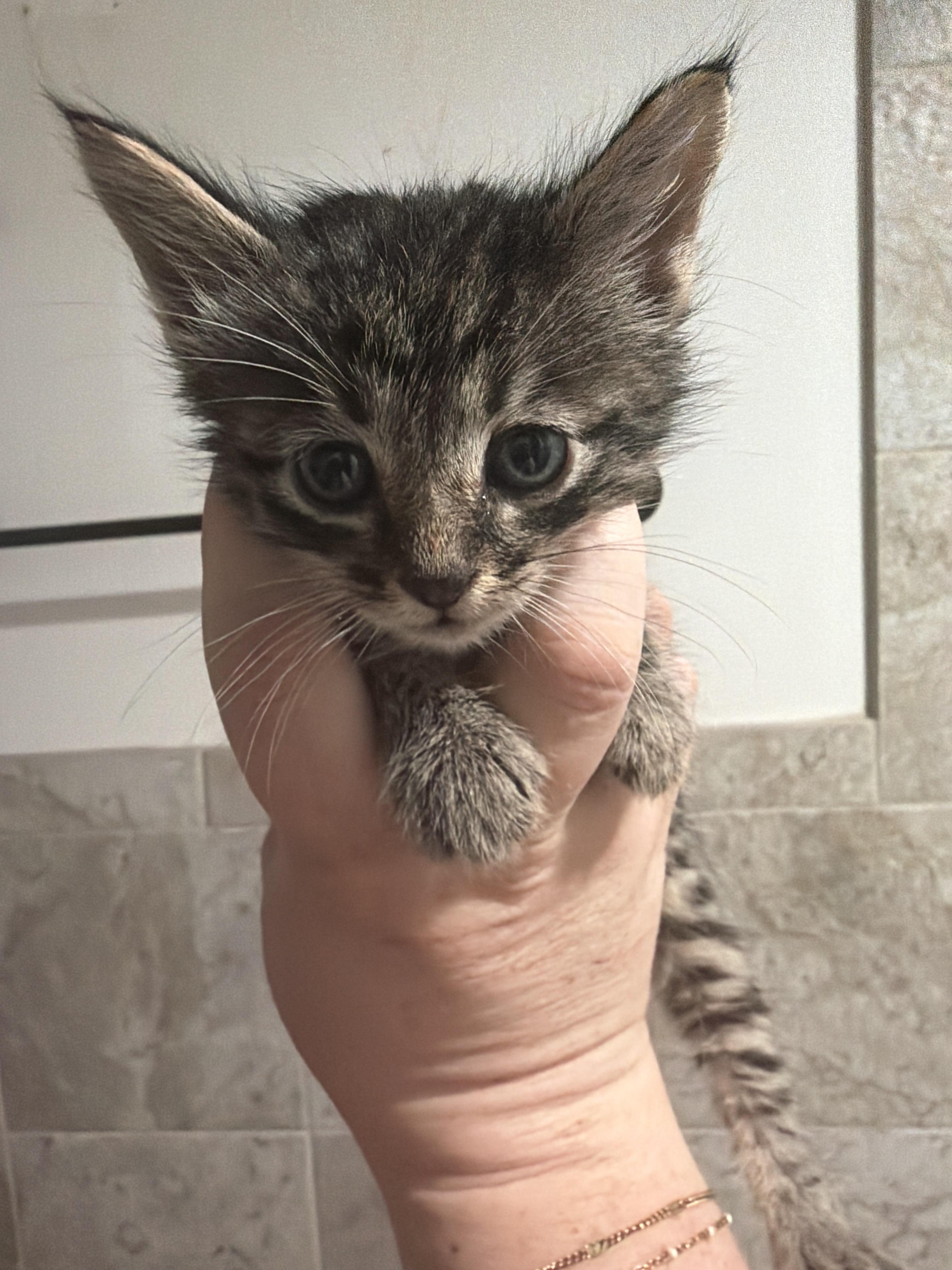 Spider, a Adoptable Domestic Short Hair in Fruit Heights, UT image 5/6