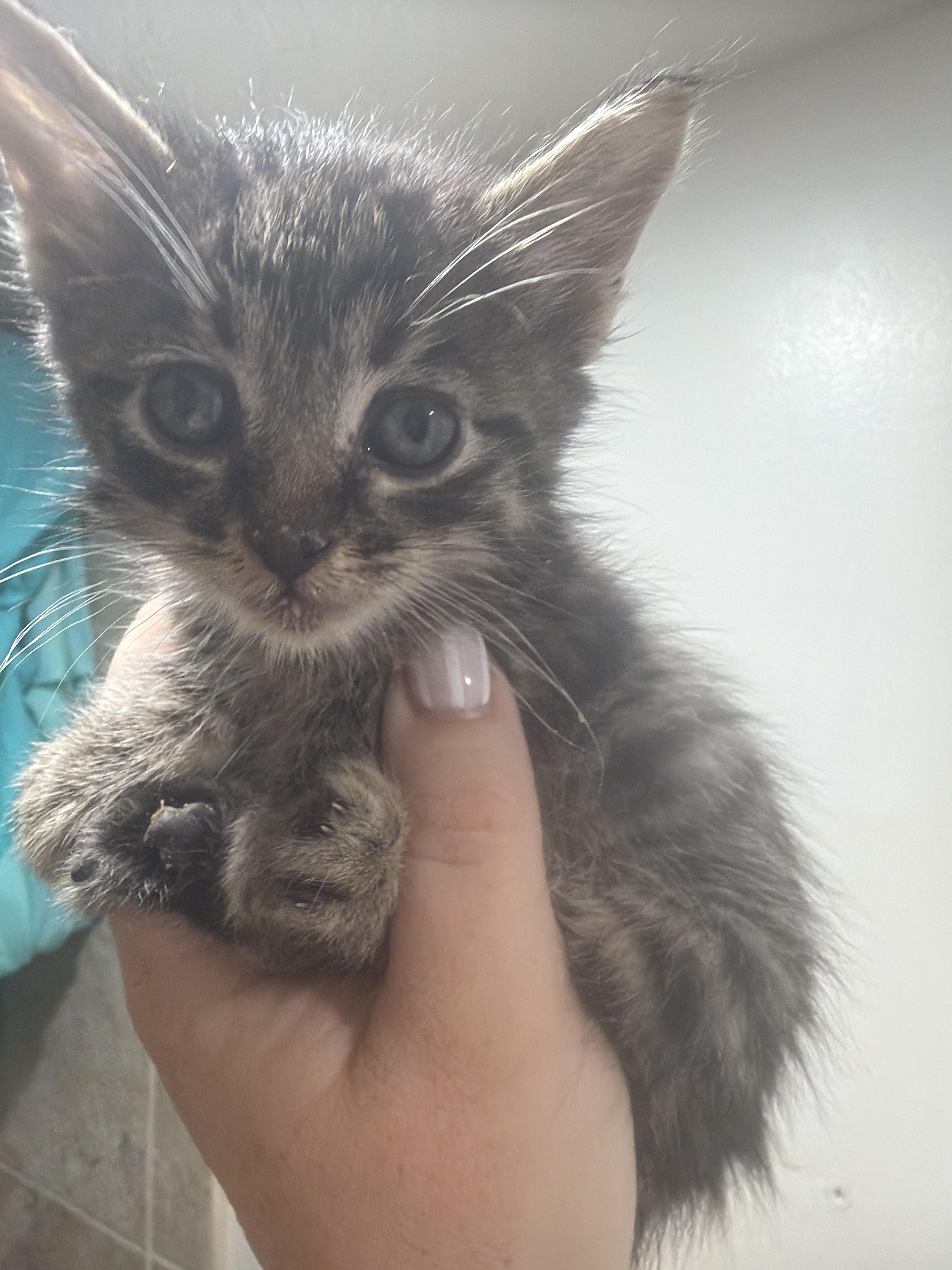 Spider, a Adoptable Domestic Short Hair in Fruit Heights, UT image 6/6