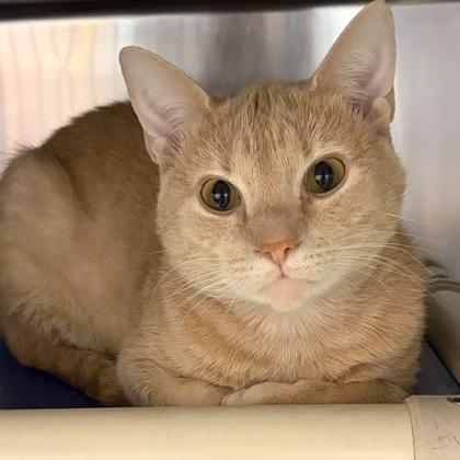 Enlarge Loki, a ADOPTABLE Domestic Short Hair in North Myrtle Beach, SC image 2/3
