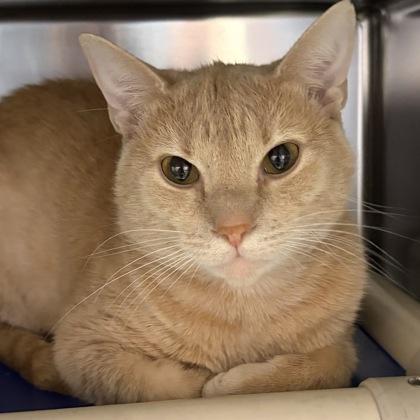 Enlarge Loki, a ADOPTABLE Domestic Short Hair in North Myrtle Beach, SC image 3/3