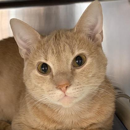 Loki, ADOPTABLE, Young Male Domestic Short Hair.
