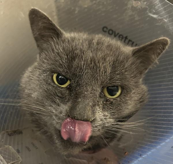 Mr. Baby II, Adoptable, Adult Male Domestic Short Hair.