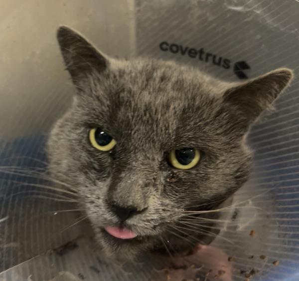 Enlarge Mr. Baby II, a Adoptable mixed breed in Vancouver, WA image 2/4