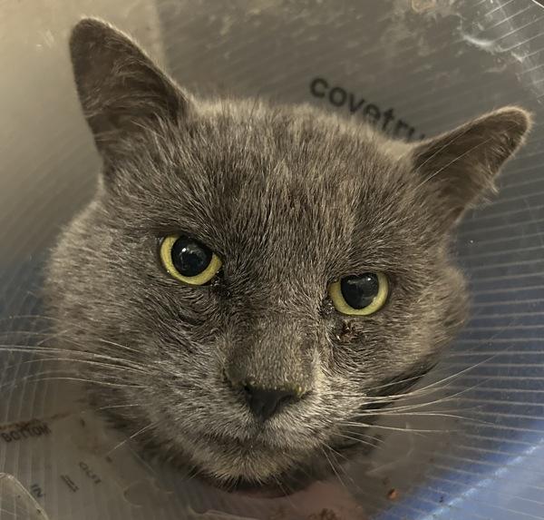 Enlarge Mr. Baby II, a Adoptable mixed breed in Vancouver, WA image 3/4