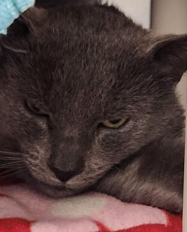 Enlarge Mr. Baby II, a Adoptable mixed breed in Vancouver, WA image 4/4