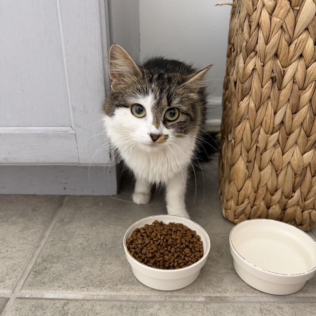 Enlarge Sassy, a Adoptable Domestic Long Hair in Warwick, RI image 4/5