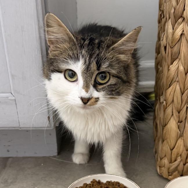 Enlarge Sassy, a Adoptable Domestic Long Hair in Warwick, RI image 1/5