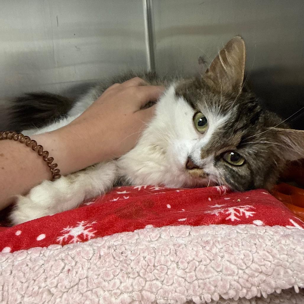 Enlarge Sassy, a Adoptable Domestic Long Hair in Warwick, RI image 3/5