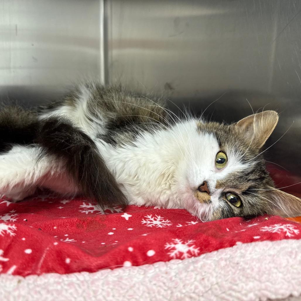 Enlarge Sassy, a Adoptable Domestic Long Hair in Warwick, RI image 5/5