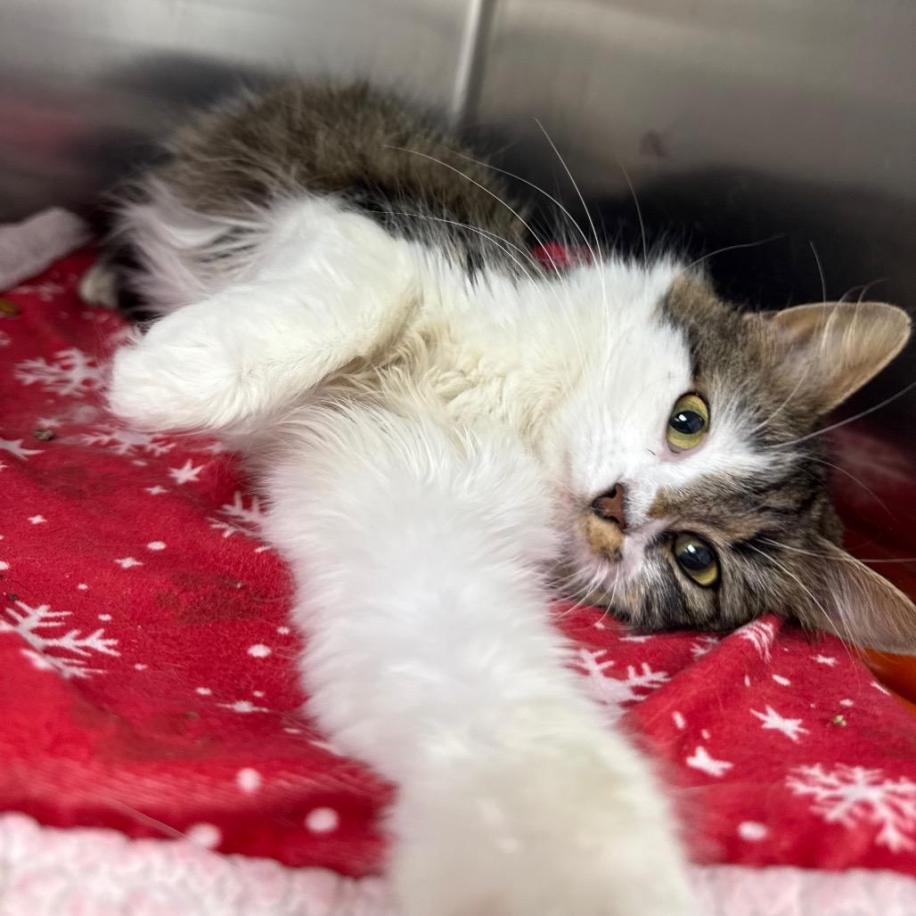 Enlarge Sassy, a Adoptable Domestic Long Hair in Warwick, RI image 2/5