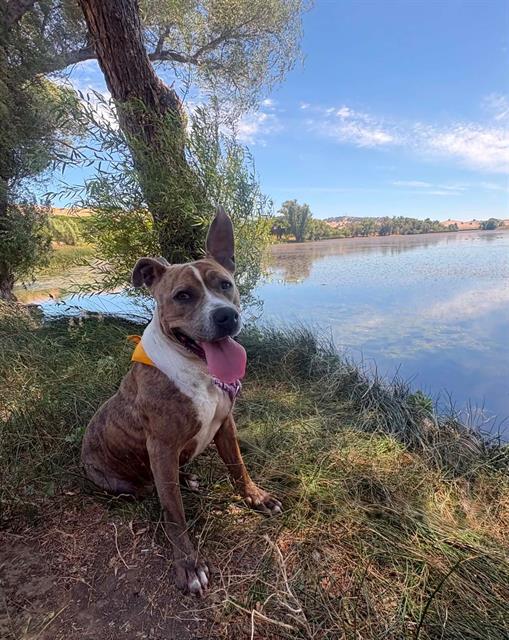 AVA, Adoptable, Adult Female Pit Bull Terrier.