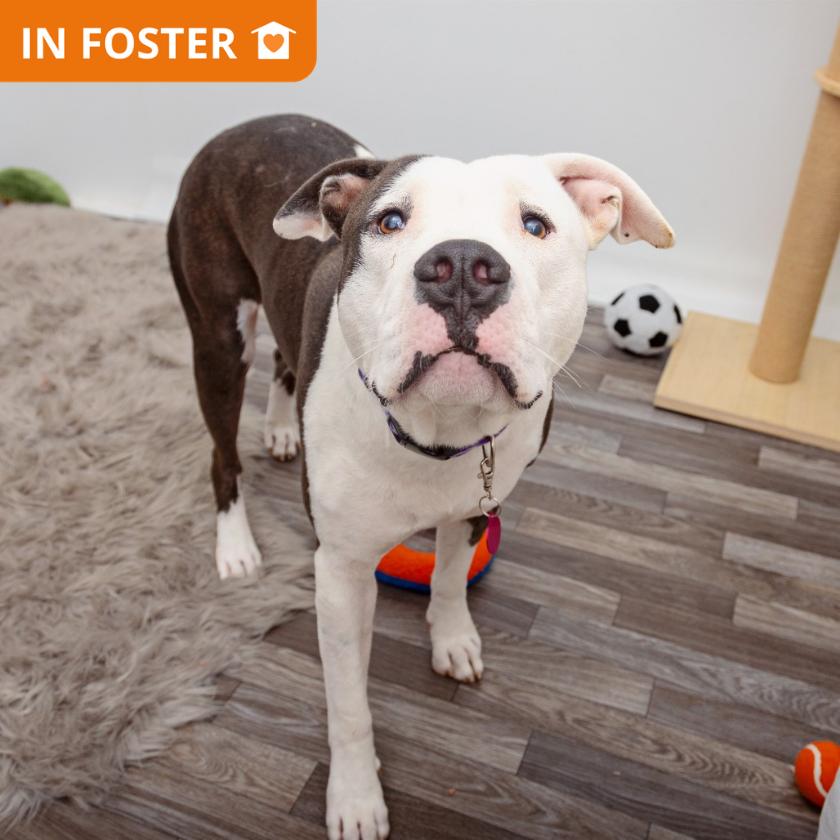 Hercules, Adoptable, Adult Male Pit Bull Terrier & Mixed Breed.