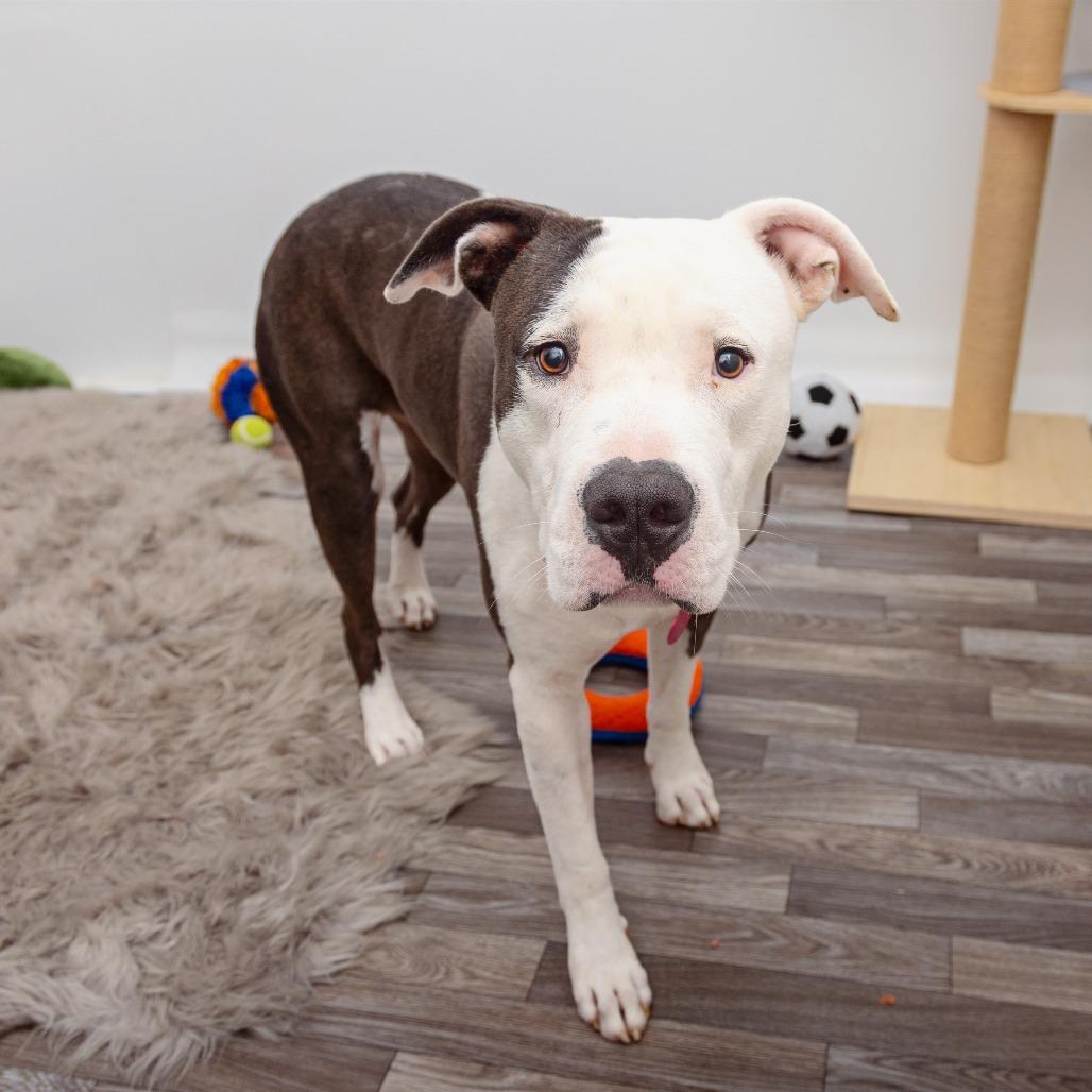 Enlarge Hercules, a Adoptable mixed breed in Los Angeles, CA image 2/6