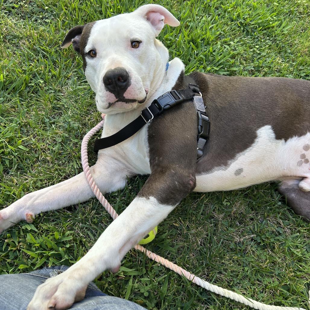 Enlarge Hercules, a Adoptable mixed breed in Los Angeles, CA image 3/6