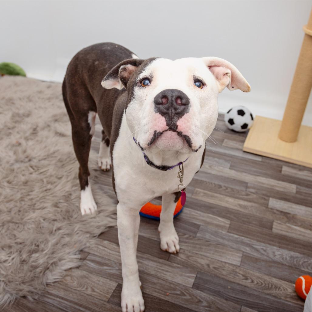 Enlarge Hercules, a Adoptable mixed breed in Los Angeles, CA image 4/6
