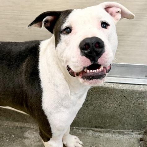 Enlarge Hercules, a Adoptable mixed breed in Los Angeles, CA image 5/6