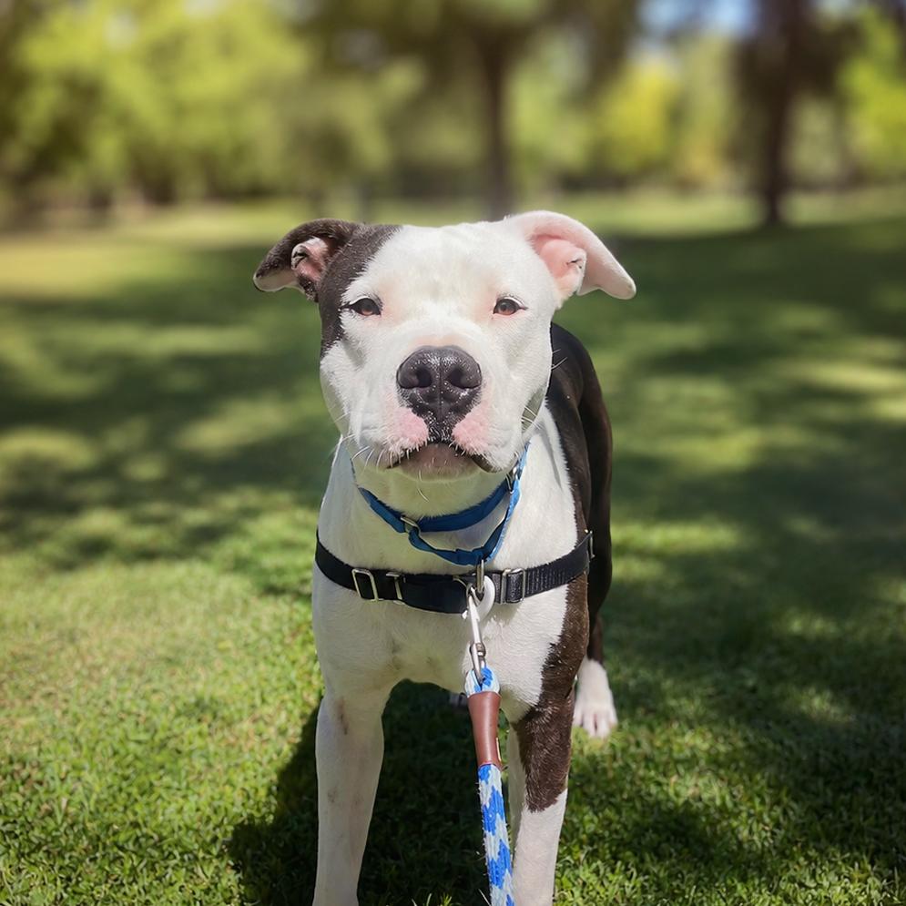 Enlarge Hercules, a Adoptable mixed breed in Los Angeles, CA image 6/6