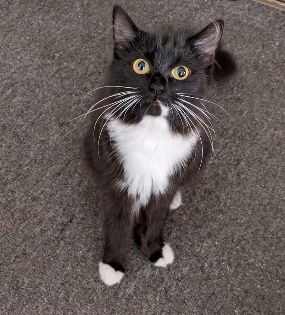 Penelope Pussycat - Sponsored, ADOPTABLE, Young Female Tuxedo.