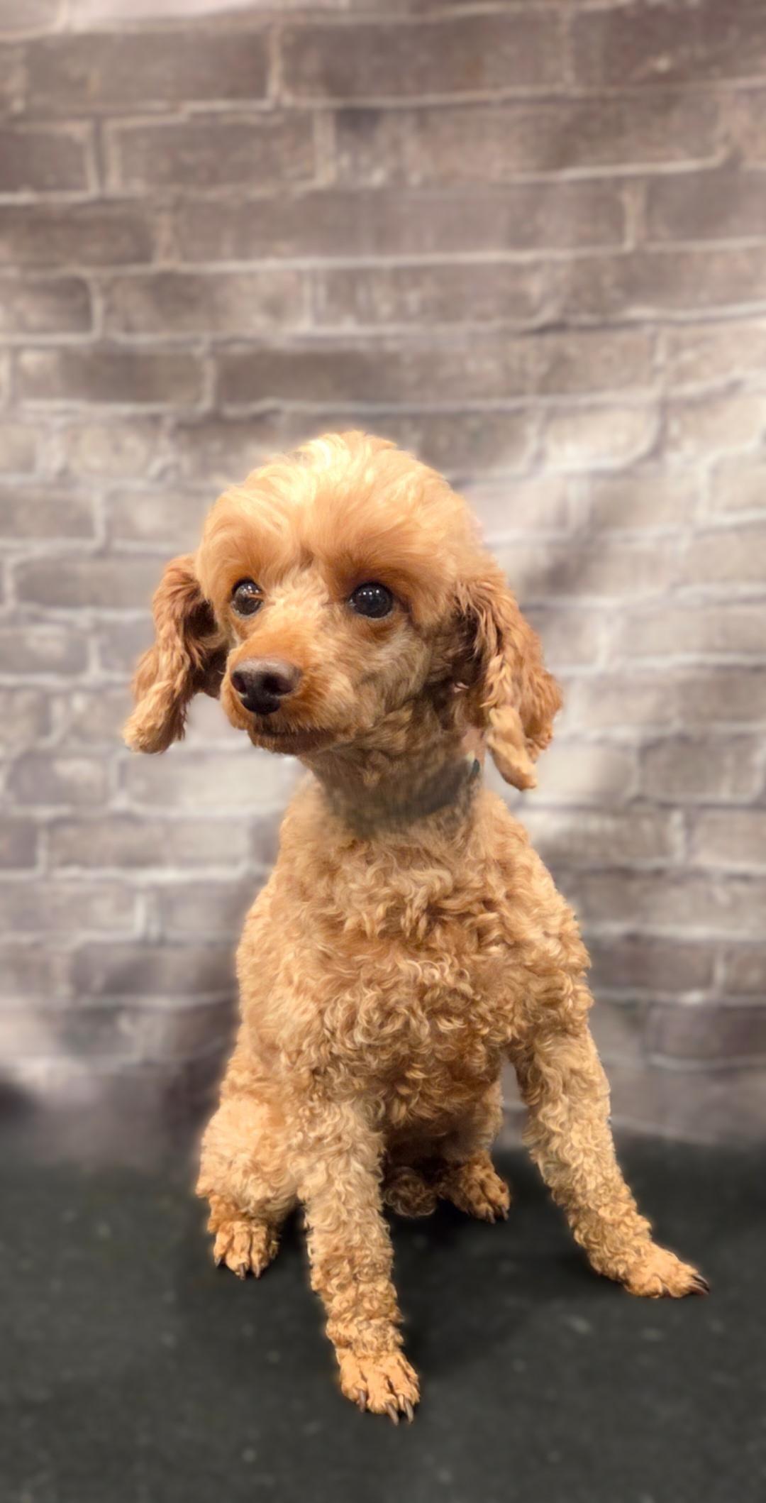 Mia, a Adoptable Poodle (Toy) in Bridgeton, MO image 5/5