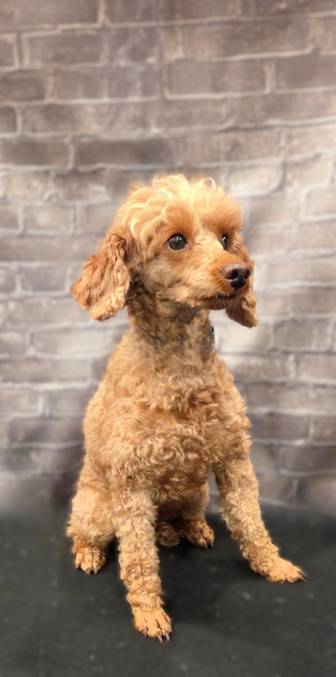 Mia, a Adoptable Poodle (Toy) in Bridgeton, MO image 4/5