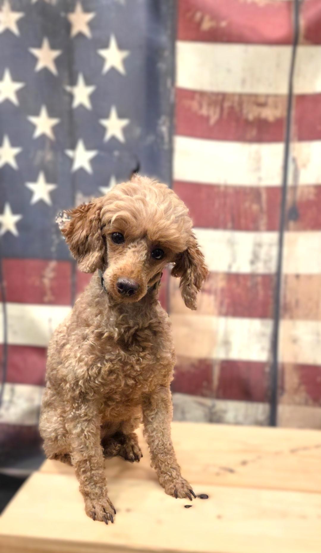 Mia, a Adoptable Poodle (Toy) in Bridgeton, MO image 3/5