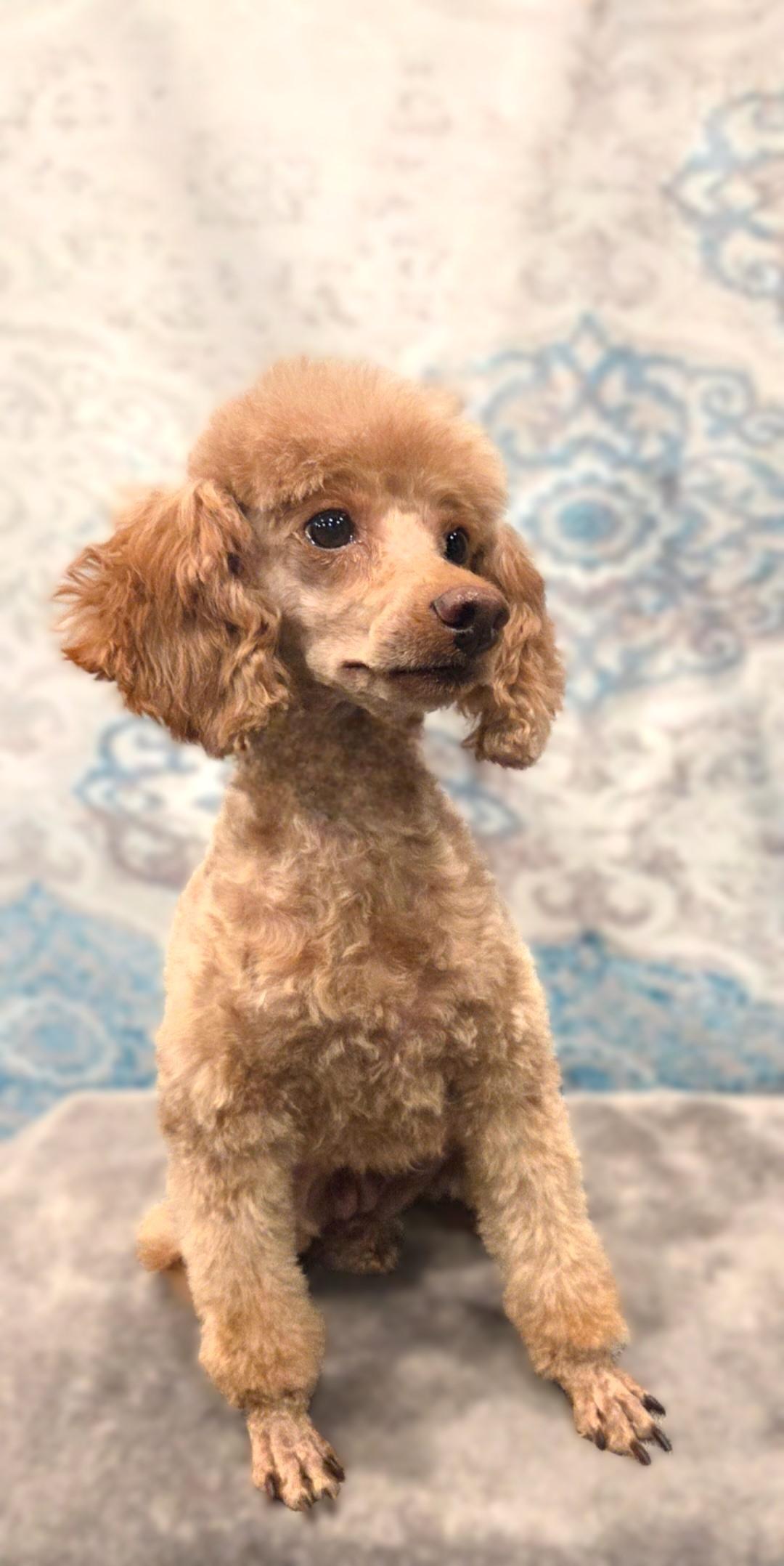 Enlarge Mia, a Adoptable Poodle (Toy) in Bridgeton, MO image 3/5