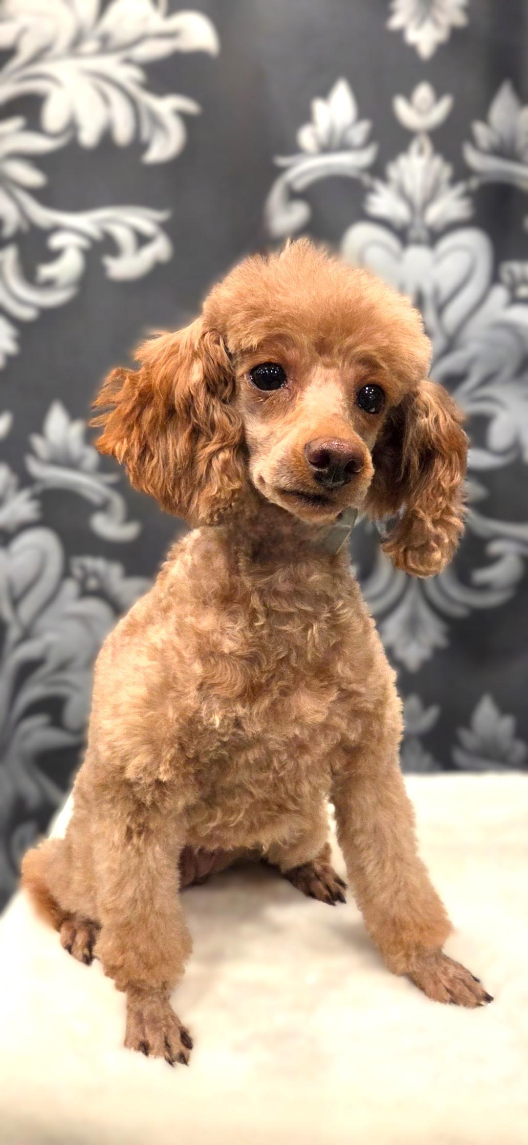 Enlarge Mia, a Adoptable Poodle (Toy) in Bridgeton, MO image 4/5