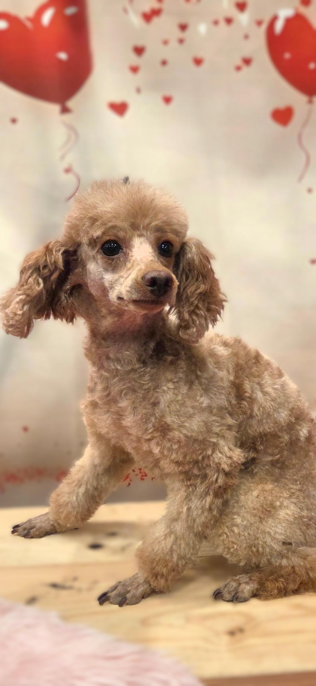 Enlarge Mia, a Adoptable Poodle (Toy) in Bridgeton, MO image 5/5