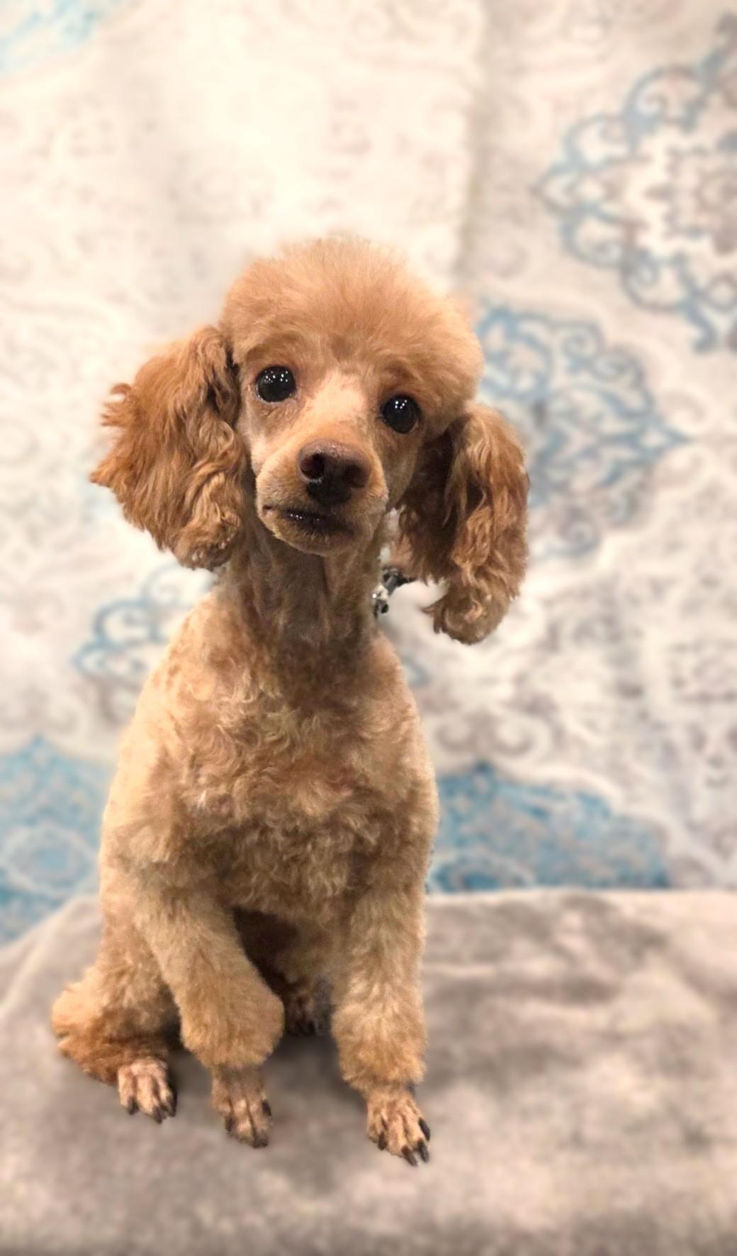 Mia, Adoptable, Adult Female Poodle (Toy).