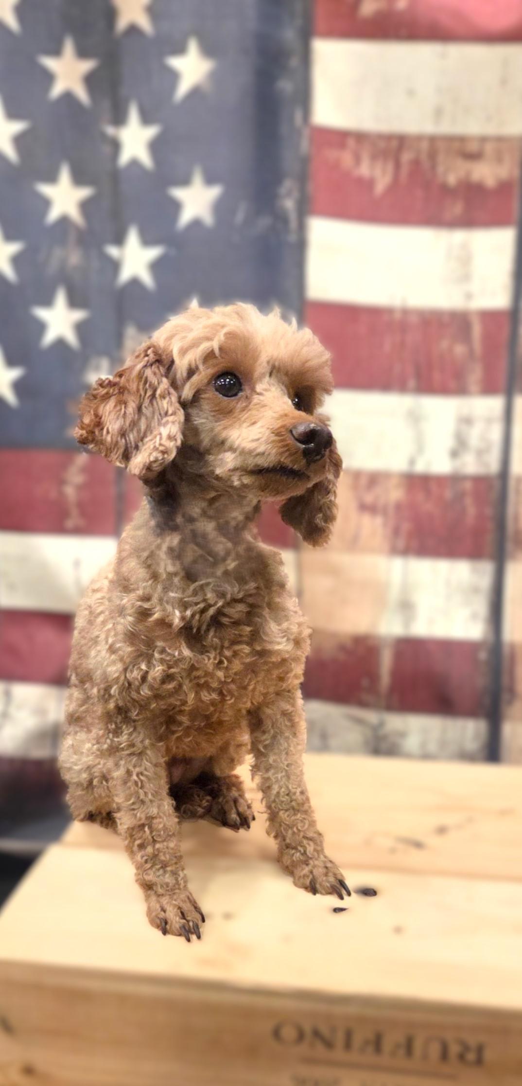 Mia, Adoptable, Adult Female Poodle (Toy).