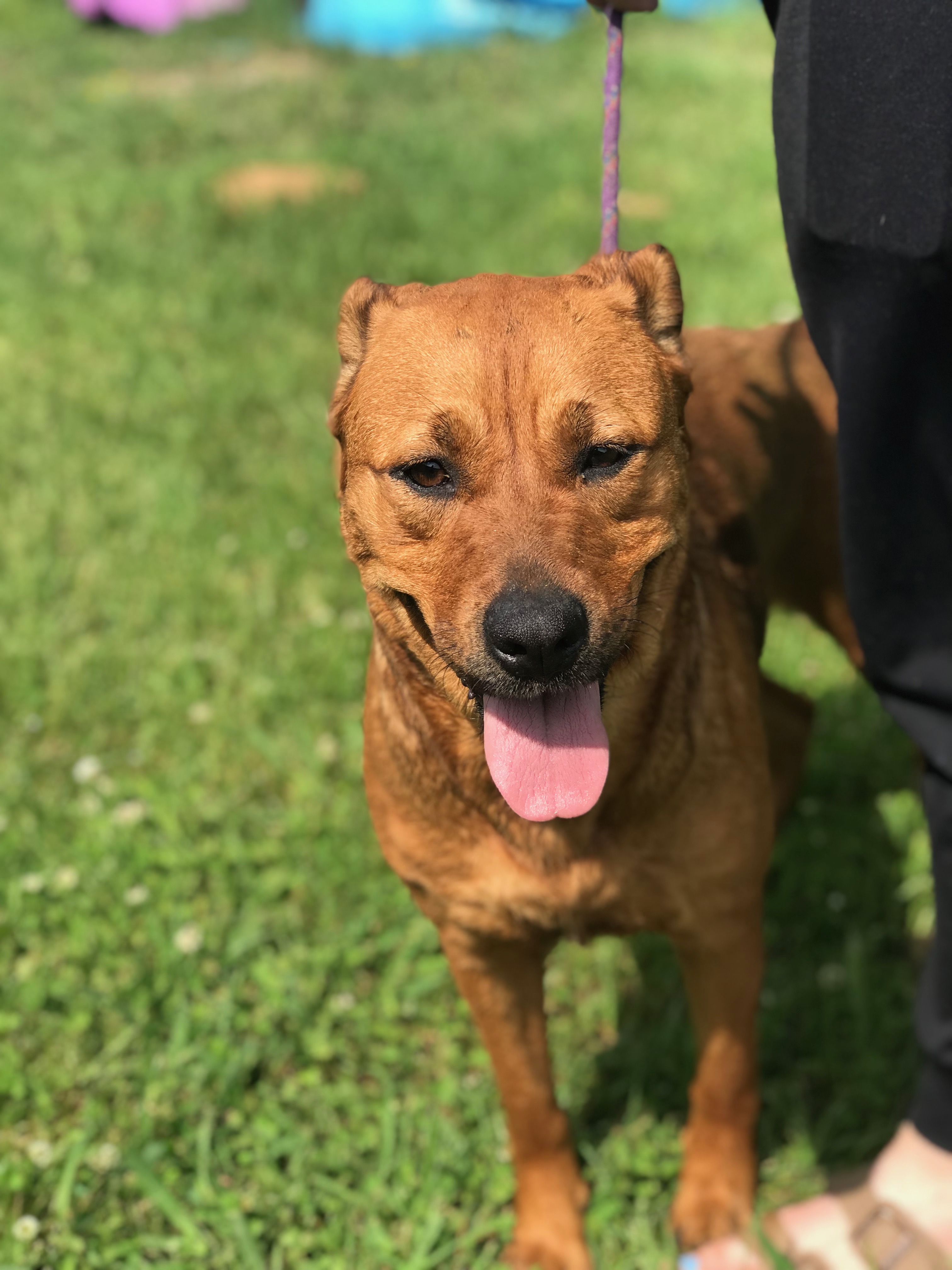 Enlarge Billie, a Adoptable Mixed Breed in Bruce, MS image 1/2