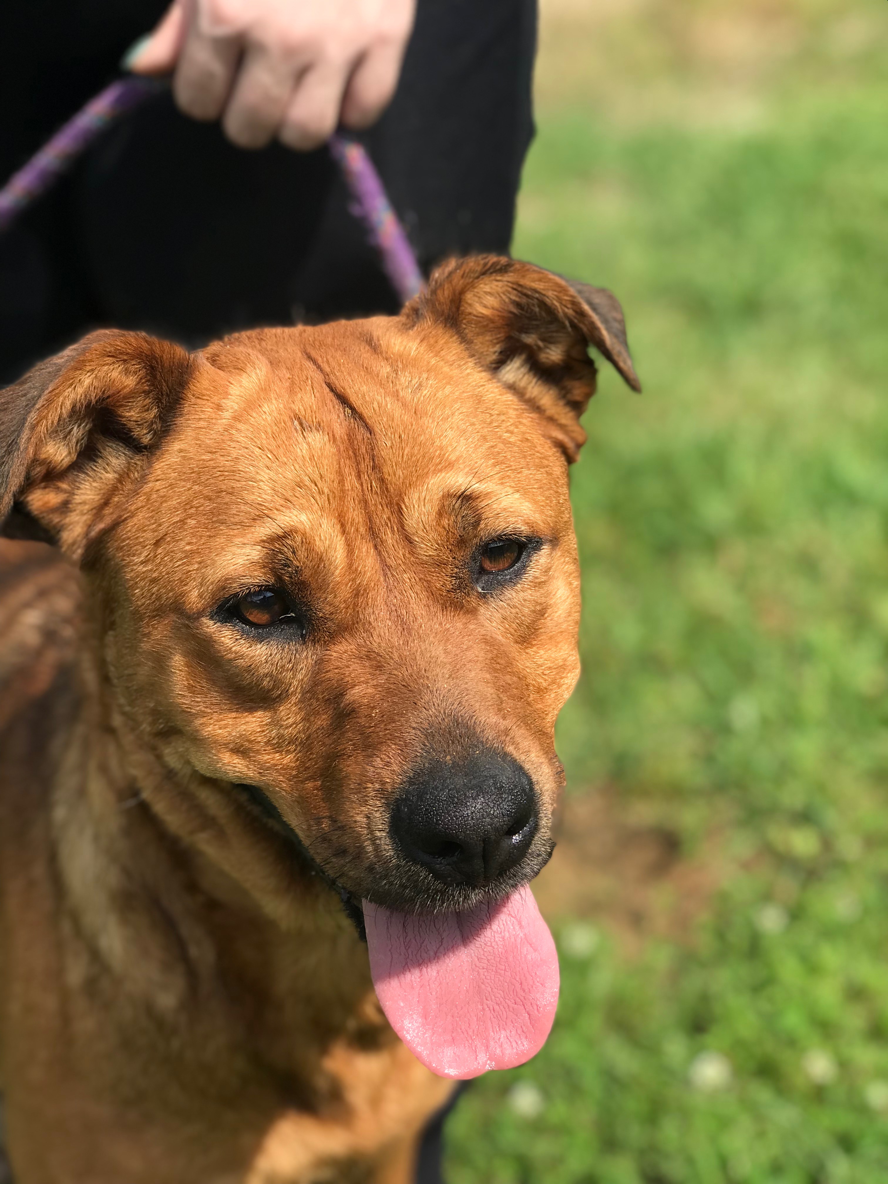 Enlarge Billie, a Adoptable Mixed Breed in Bruce, MS image 2/2