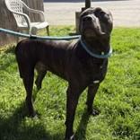 Enlarge Cadence, a ADOPTABLE mixed breed in Hilliard, OH image 3/3