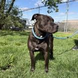 Enlarge Cadence, a ADOPTABLE mixed breed in Hilliard, OH image 1/3