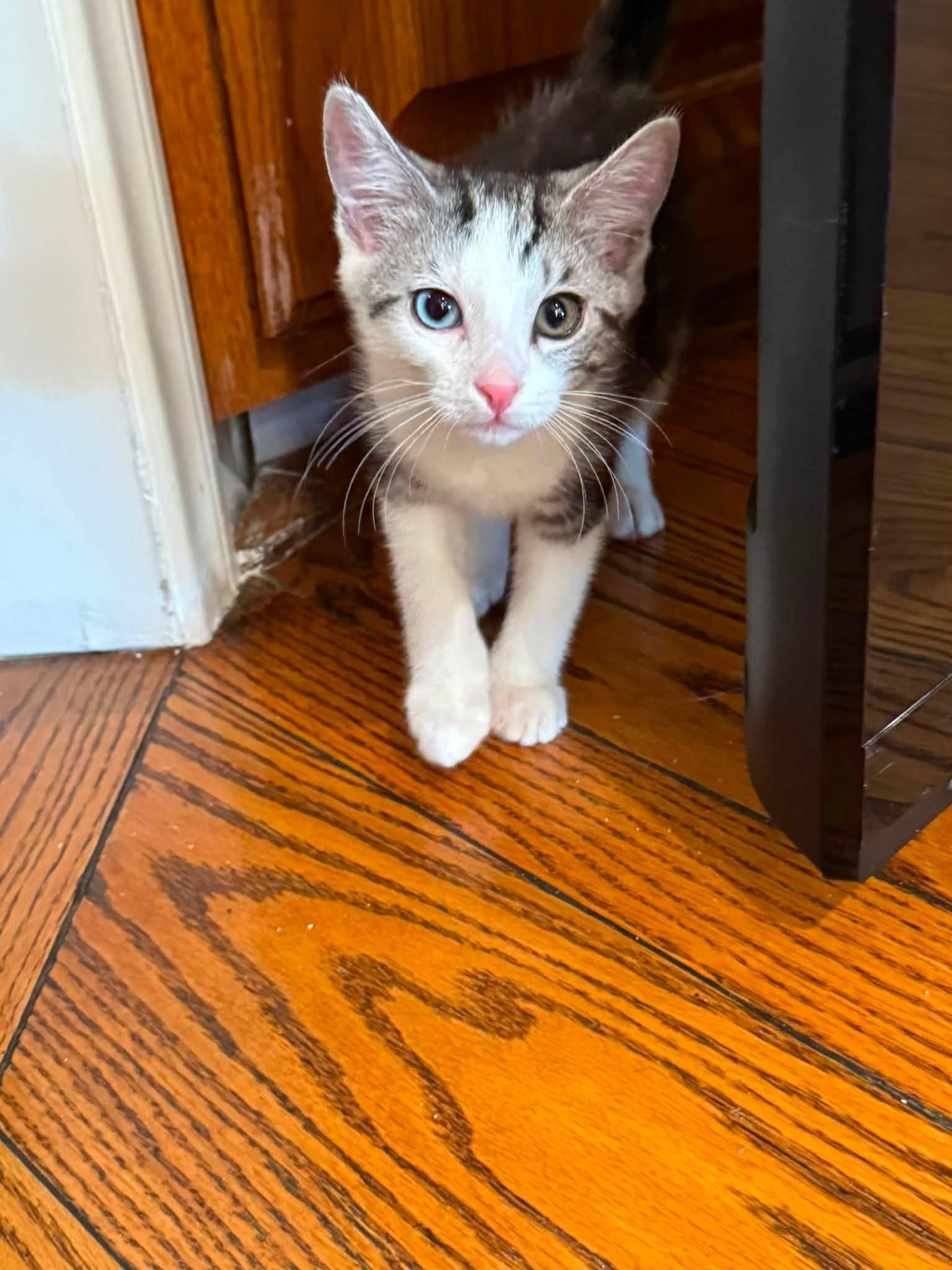 Enlarge Sartre, an adopted Domestic Short Hair in Malibu, CA image 1/1