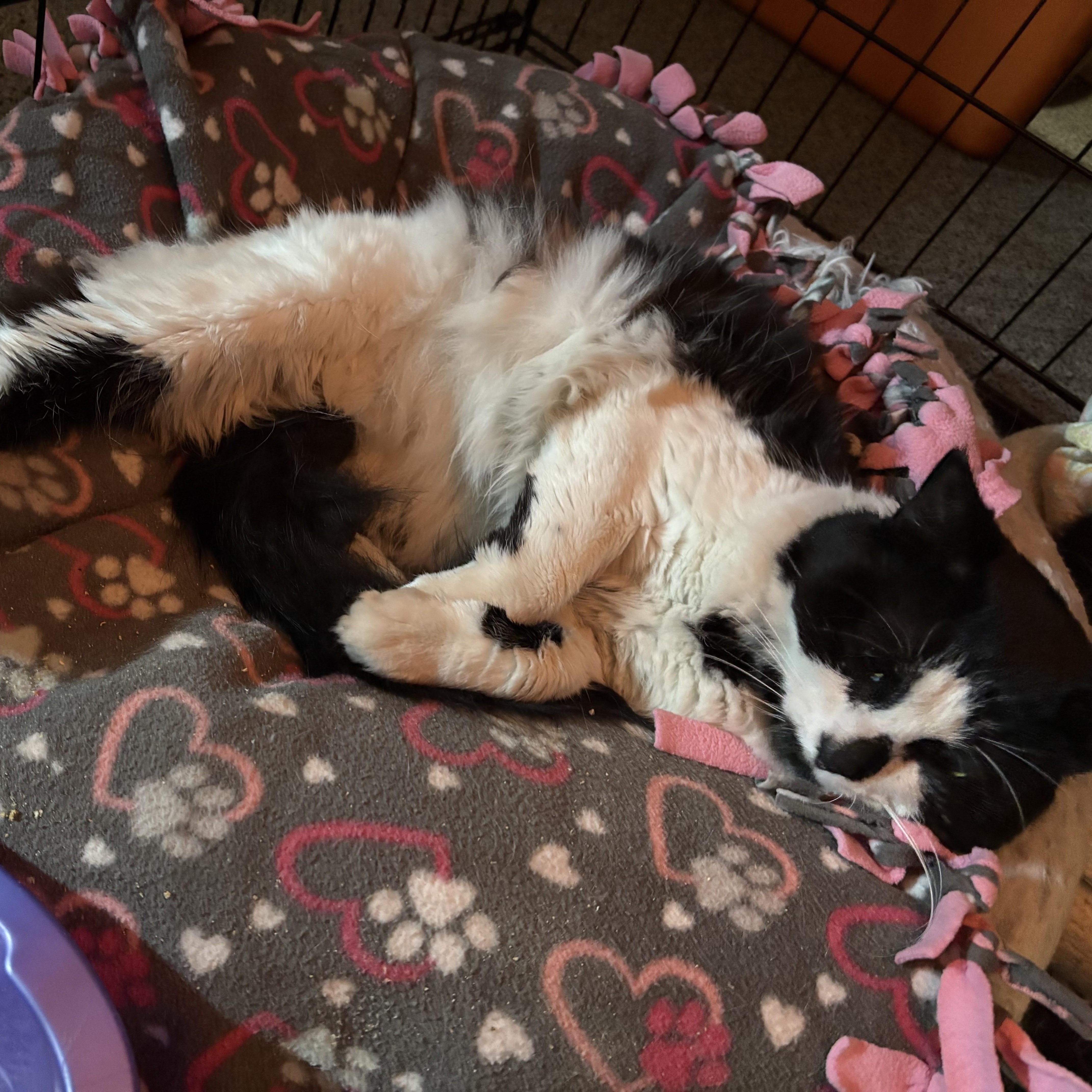 Enlarge Dawson, a ADOPTABLE Domestic Long Hair in Albany, NY image 5/5