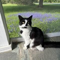 Enlarge Dawson, a ADOPTABLE Domestic Long Hair in Albany, NY image 1/5