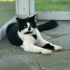 Enlarge Dawson, a ADOPTABLE Domestic Long Hair in Albany, NY image 2/5
