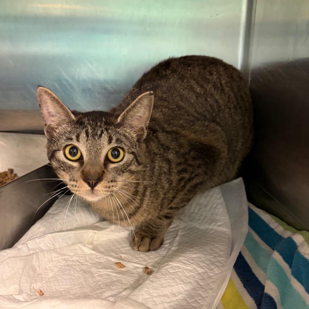 Sniffles — thumbnail 2