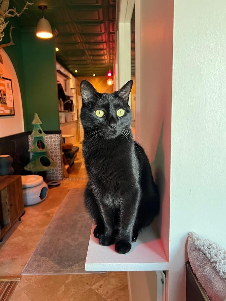 Sammy, Adoptable, Adult Male Domestic Short Hair.