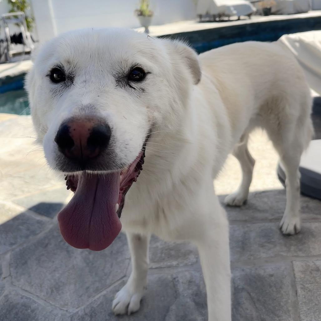 Tundra, Adoptable, Adult Male Samoyed & Husky.
