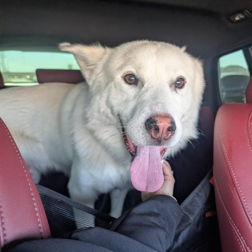 Enlarge Tundra, a Adoptable mixed breed in Los Angeles, CA image 2/4