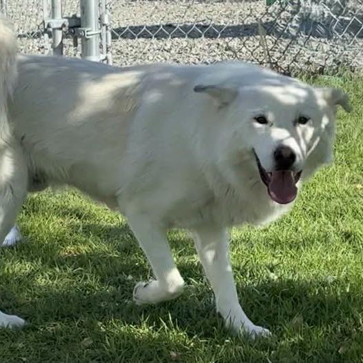 Enlarge Tundra, a Adoptable mixed breed in Los Angeles, CA image 3/4