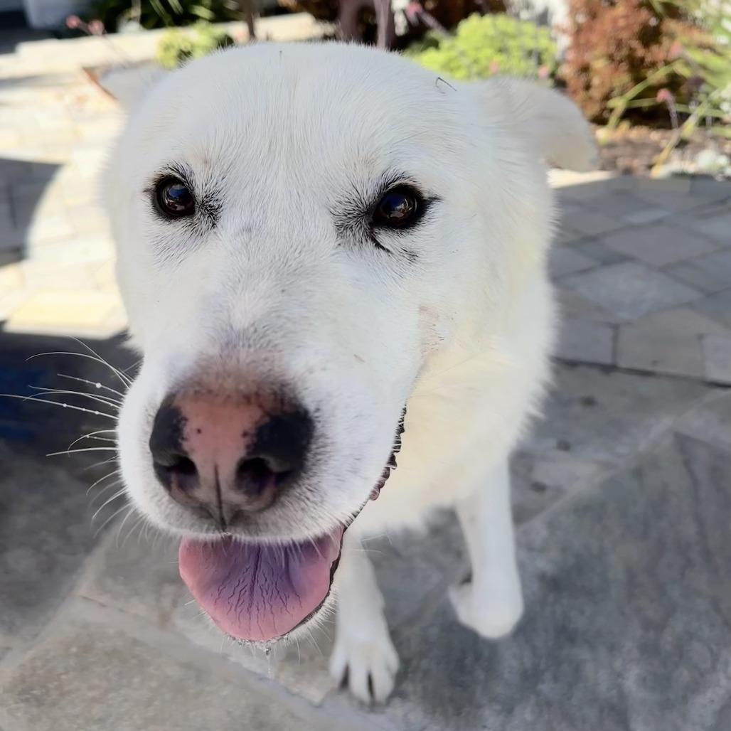 Enlarge Tundra, a Adoptable mixed breed in Los Angeles, CA image 4/4