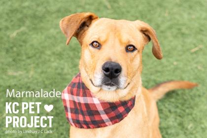 Marmalade, a Adoptable mixed breed in Kansas City, MO image 1/3