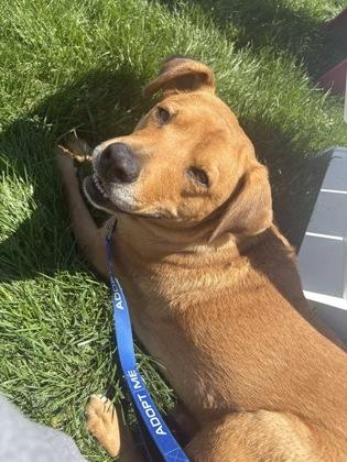 Marmalade, a Adoptable mixed breed in Kansas City, MO image 2/3