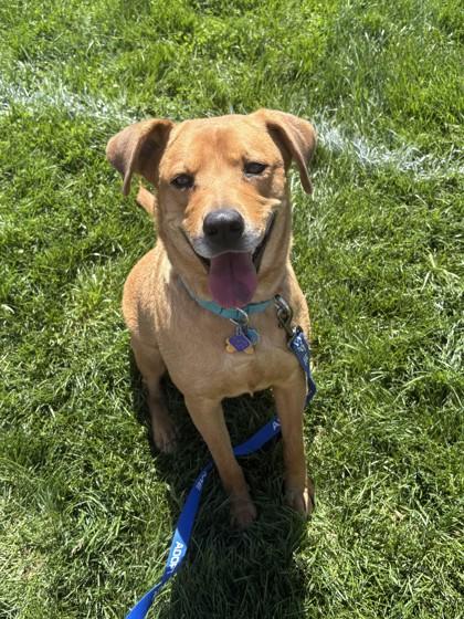 Marmalade, a Adoptable mixed breed in Kansas City, MO image 3/3