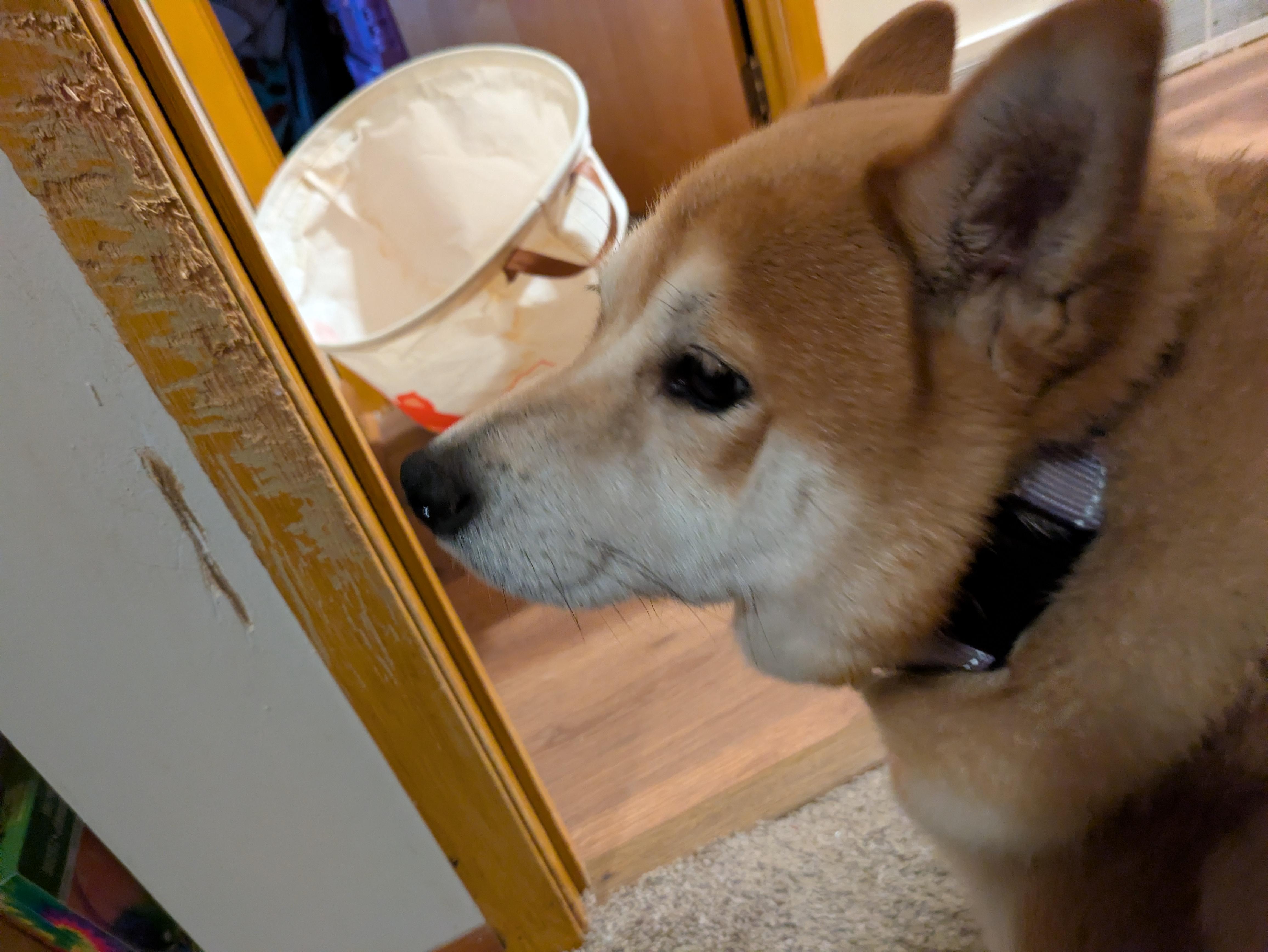 Faye, a Adoptable Shiba Inu in Chicago, IL image 6/6