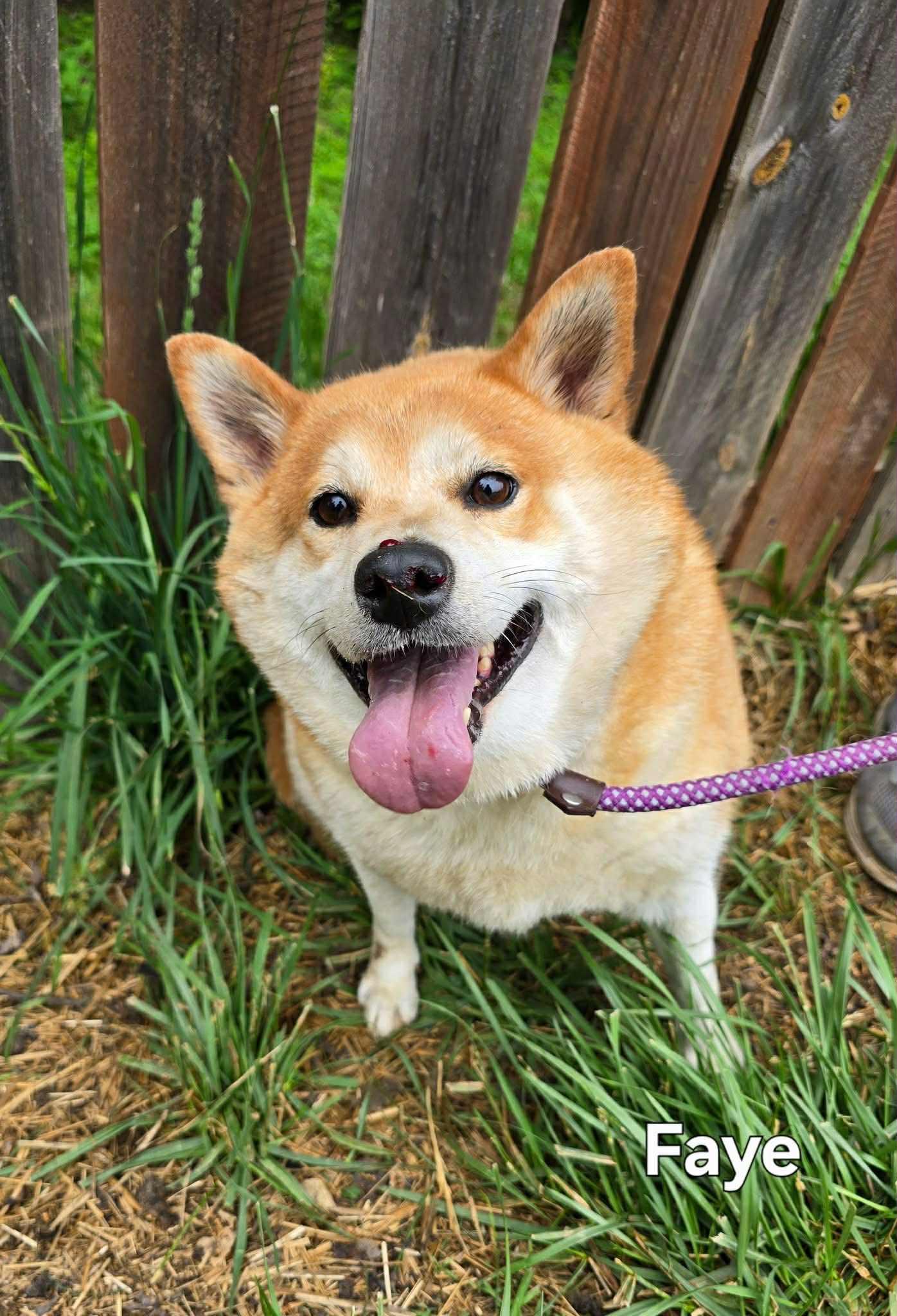 Faye, a Adoptable Shiba Inu in Chicago, IL image 1/6
