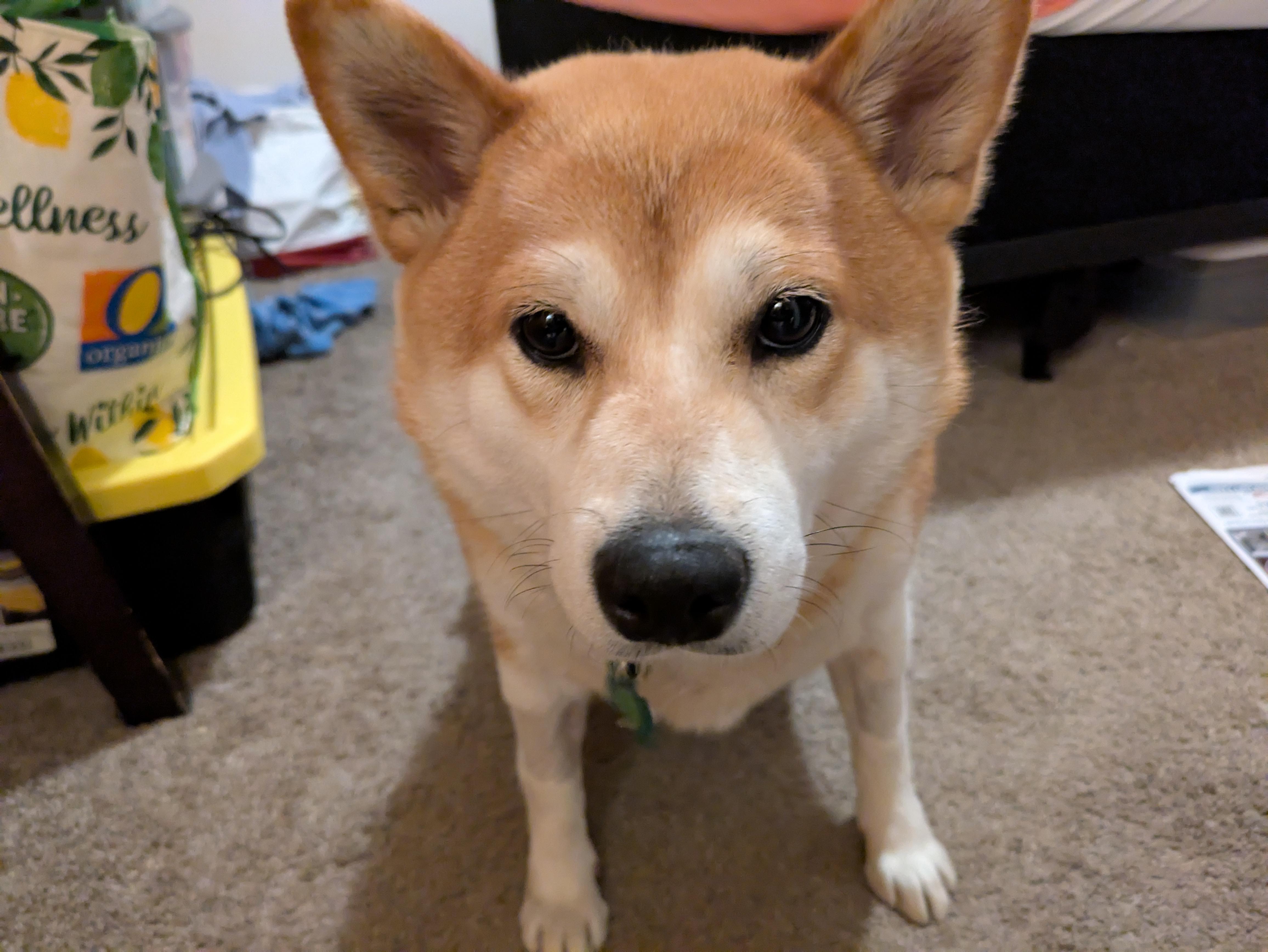 Faye, a Adoptable Shiba Inu in Chicago, IL image 2/6